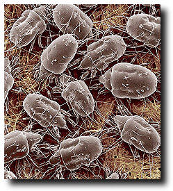 Dust Mites