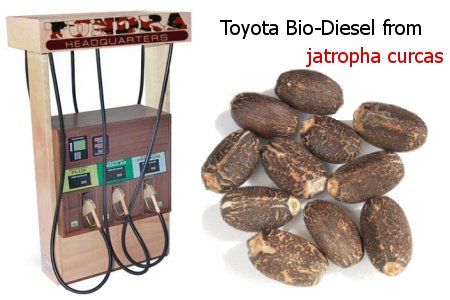 Toyota invests in bio-diesel made from jatropha curcas.