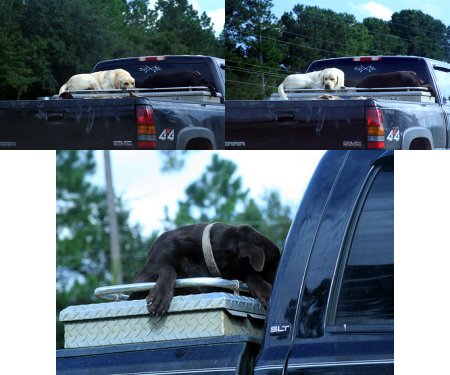 These dogs are riding on top of the toolbox in this truck's bed. Obviously, this is very, very dangerous for their health.