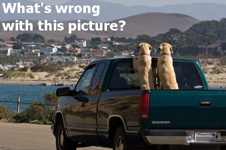 These dogs are having fun, but it's easy to see how this situation could go wrong.