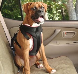 Click the picture to see more dog harnesses.