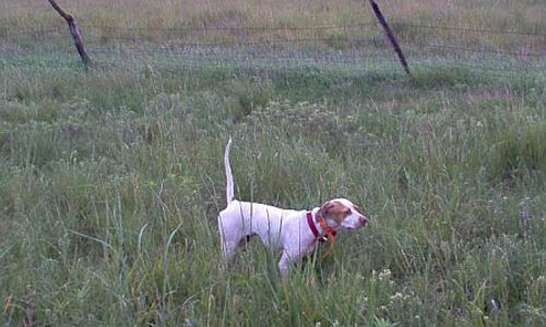 Missy the English Pointer